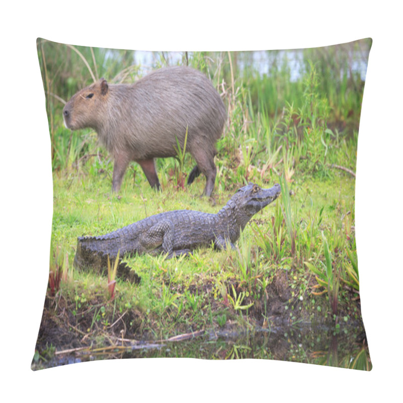 Personality  Capybara In The National Park Esteros Del Ibera, Argentina Pillow Covers