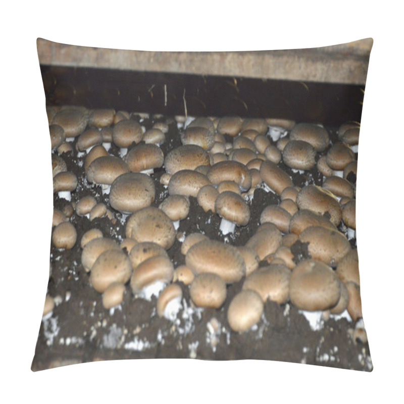 Personality  Mushroom Farm. Pillow Covers