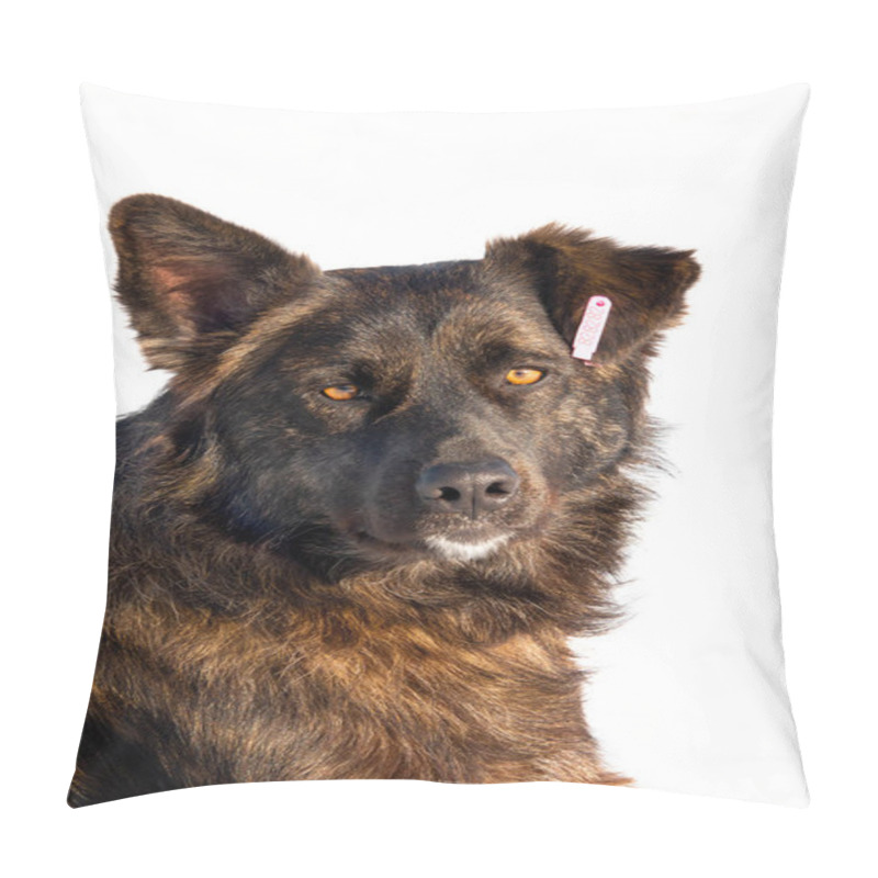 Personality  Portrait  Castrated Dog With A Number In The Ear Isolated Pillow Covers