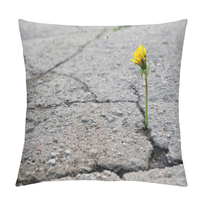 Personality  The Triumph Of Life. Dandelion In The Crack Of Asphalt. Selective Focus. Copy Space Pillow Covers