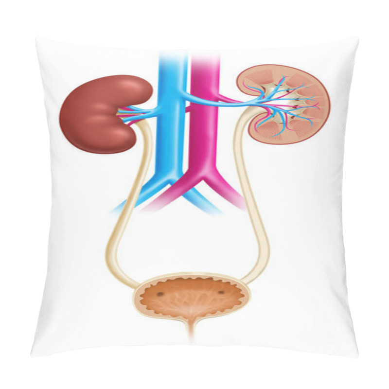 Personality  Illustration Of The Human Urinary Tract, Showing Both Kidneys And Urinary Bladder Pillow Covers