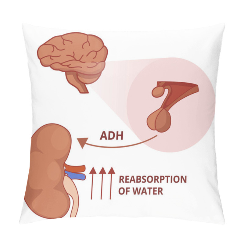 Personality  Illustration Of The Antidiuretic Hormone Function. Vasopressin Physiology Pillow Covers