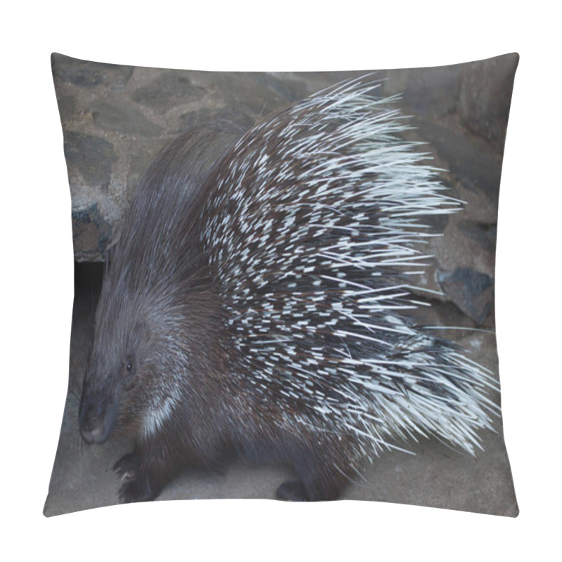 Personality  Indian Crested Porcupine (Hystrix Indica) Pillow Covers