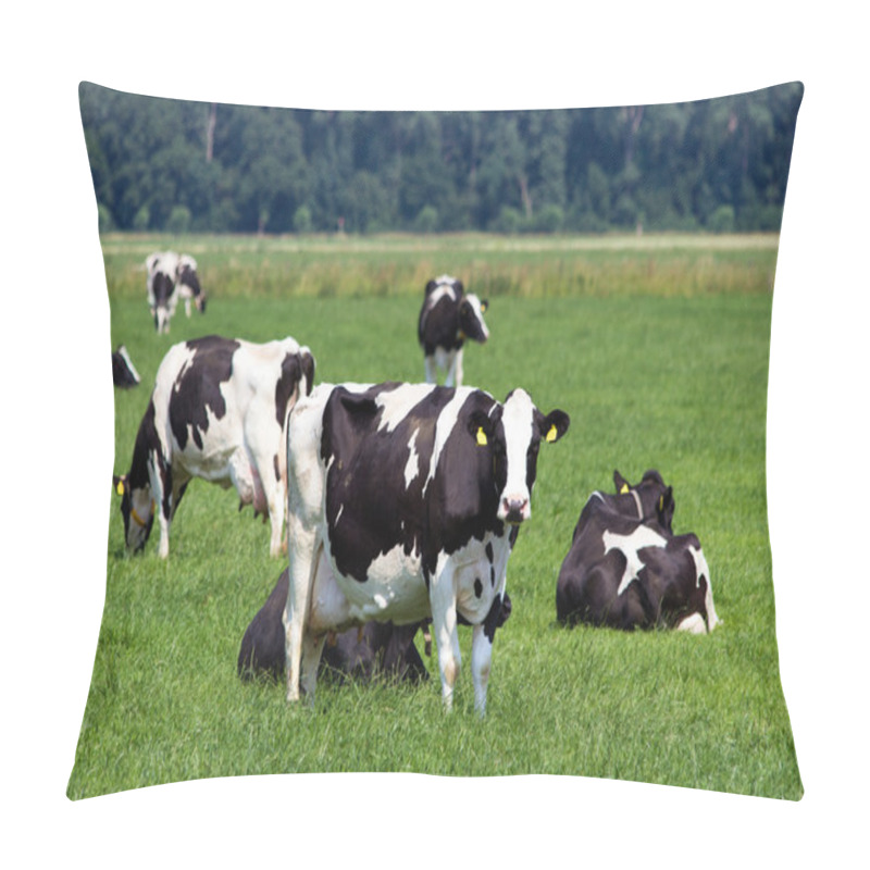 Personality  Cows Pillow Covers