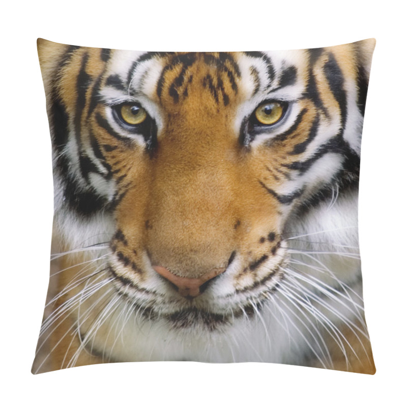 Personality  Tiger Isolated Pillow Covers