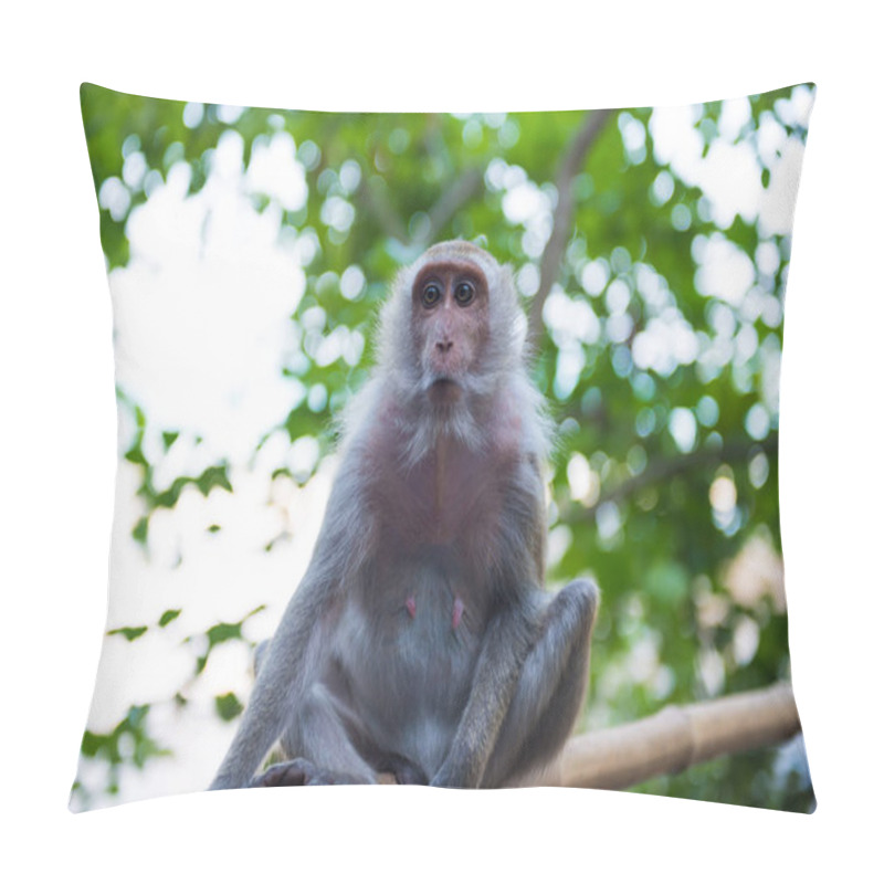 Personality  Sitting Adult Macaque Monkey Pillow Covers