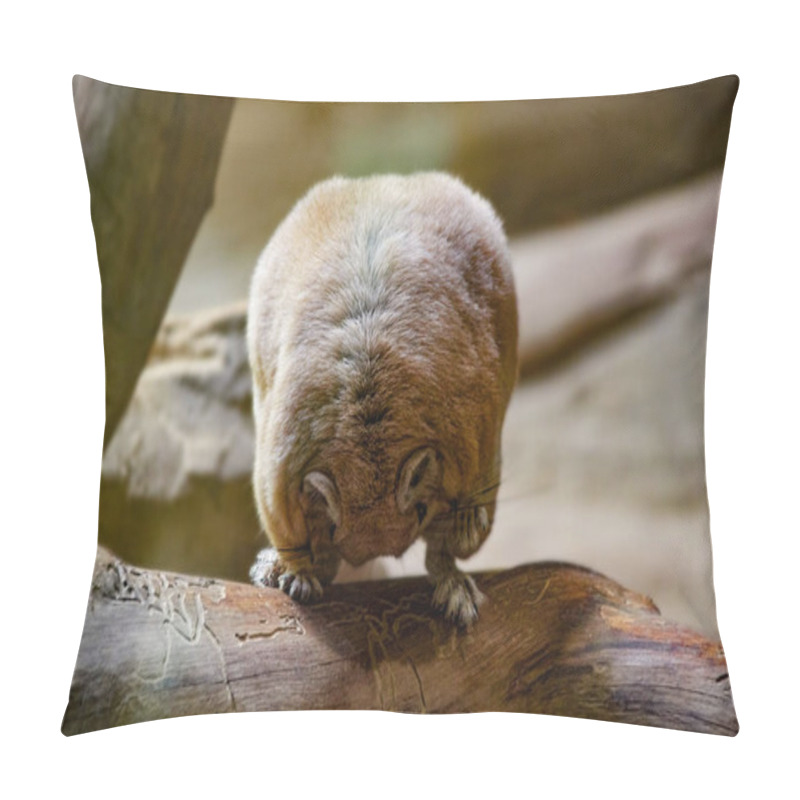 Personality  Mongolian Gerbil Racing Rat Is Dressing Up Pillow Covers