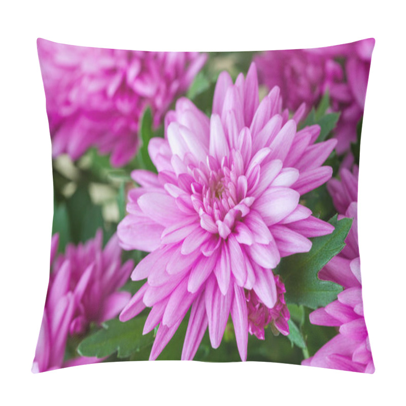 Personality  Purple Chrysanthemum Flowers Close Up. Pillow Covers