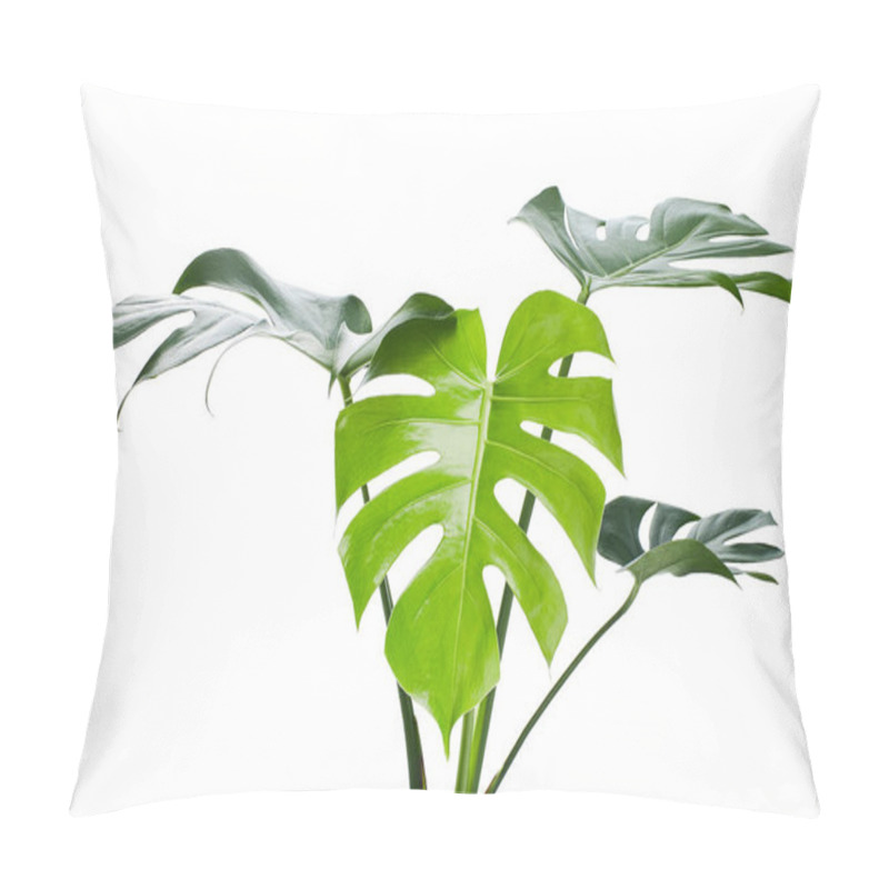 Personality  Monstera Deliciosa Leaf Or Swiss Cheese Plant, Isolated On White Background, With Clipping Path Pillow Covers