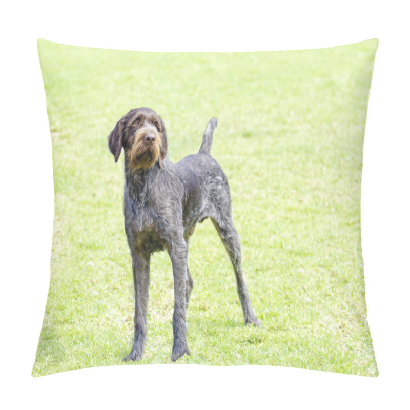 Personality  German Wirehaired Pointer Pillow Covers