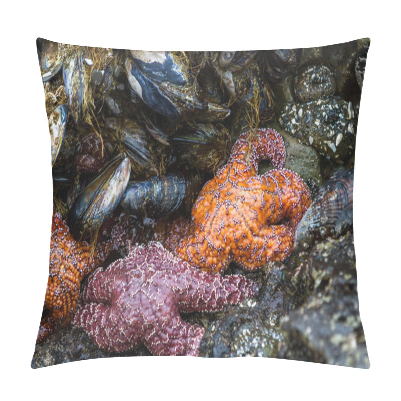 Personality  Close Up Of An Orange And Purple Ochre Sea Stars Exposed By The Low Tides Clinging To A Rock In The Southern Oregon Coast Pillow Covers