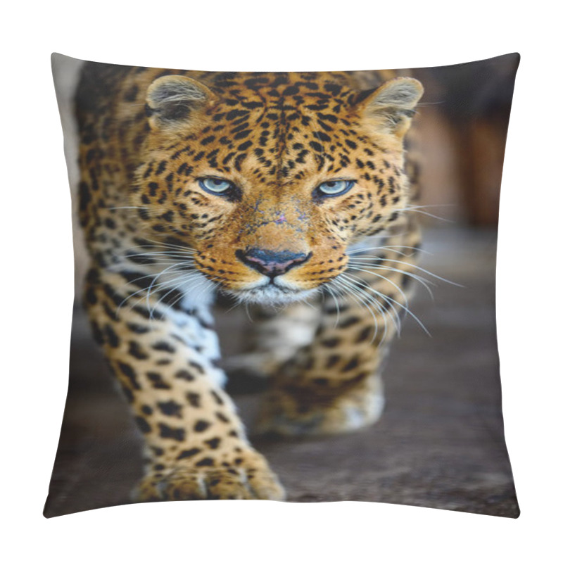 Personality  Close Up Beautiful Big Leopard Isolated On Black Background Pillow Covers