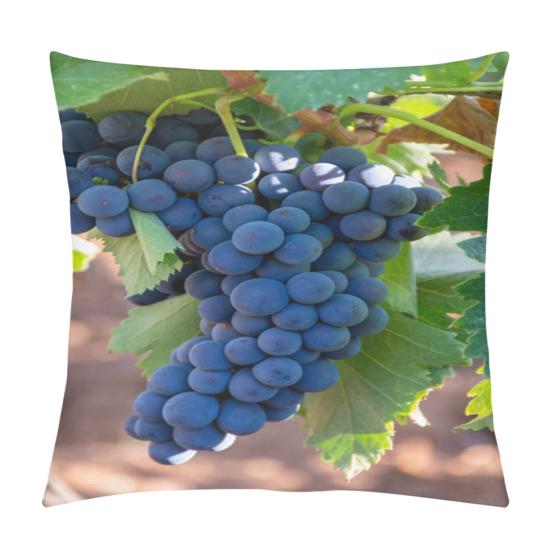 Personality  Bunches Of Red Wine Merlot Grapes Ripening On Green Vineyards In Campo Soriano Near Terracina, Lazio, Italy Pillow Covers