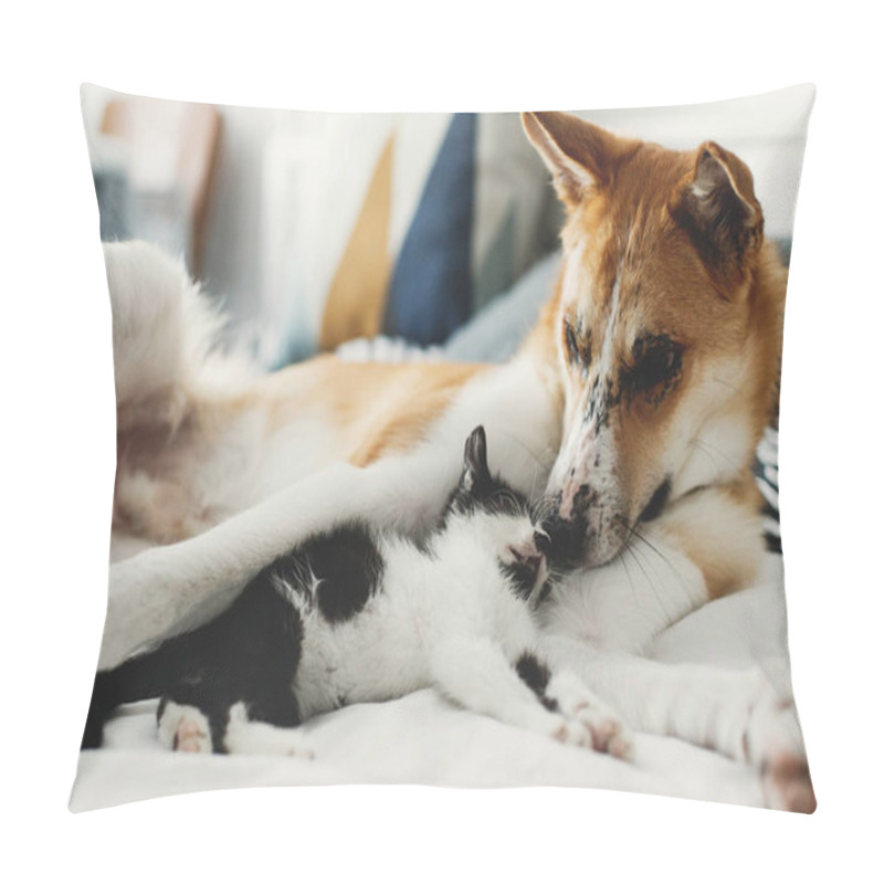 Personality  Cute Little Kitty Sleeping On Big Golden Dog On Bed With Pillows In Stylish Room. Adorable Black And White Kitten And Puppy With Funny Emotions Resting Together On Blanket Pillow Covers