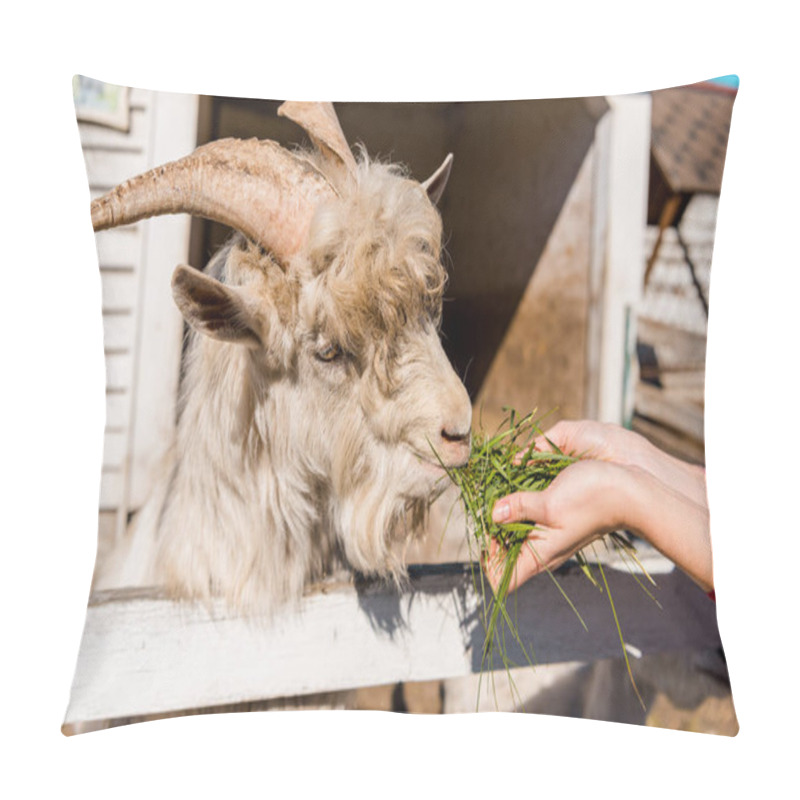 Personality  Partial View Of Female Farmer Feeding Goat By Grass Near Wooden Fence At Farm Pillow Covers