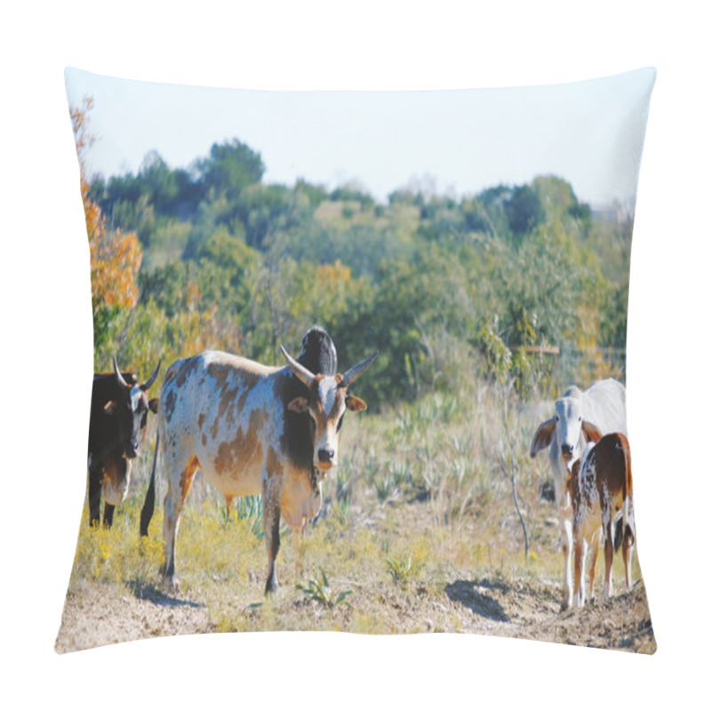 Personality  Zebu Cattle Family On Farm In Texas, Looking At Camera. Pillow Covers