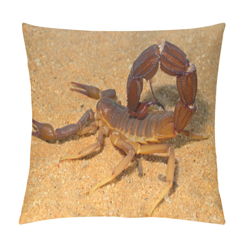 Personality  Aggressive Scorpion Pillow Covers