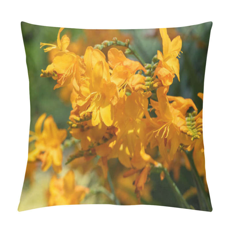 Personality  Close Up Of Columbus Montbretia (crocosmia X Crocosmiiflora) Flowers In Bloom Pillow Covers