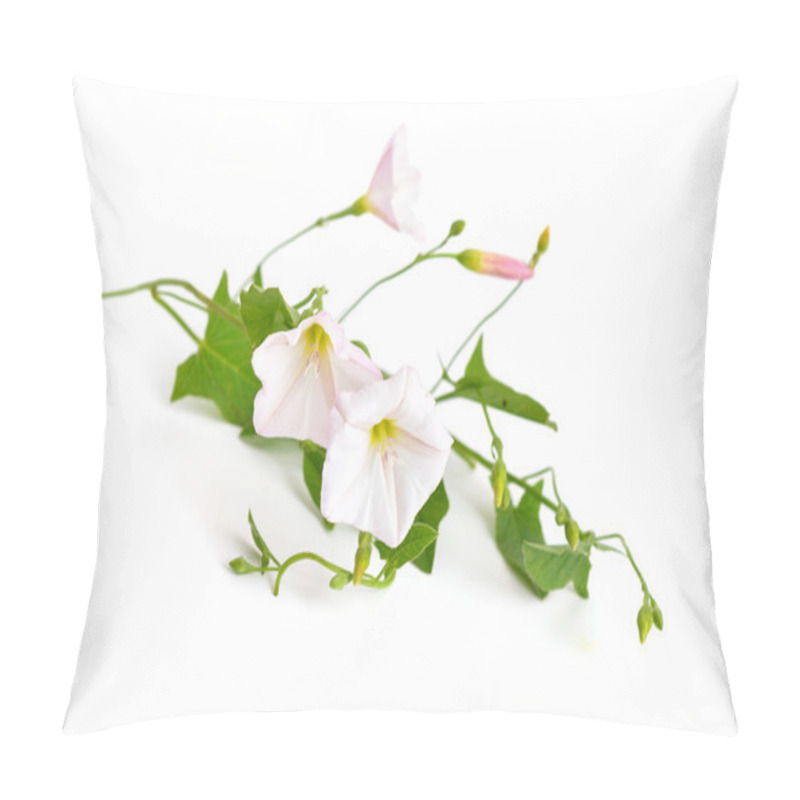 Personality  Convolvulus Arvensis, Field Bindweed. Pillow Covers