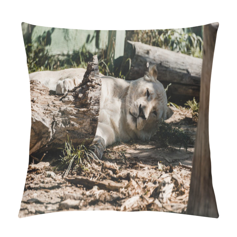 Personality  Lioness Resting Near Wooden Fence Outside  Pillow Covers