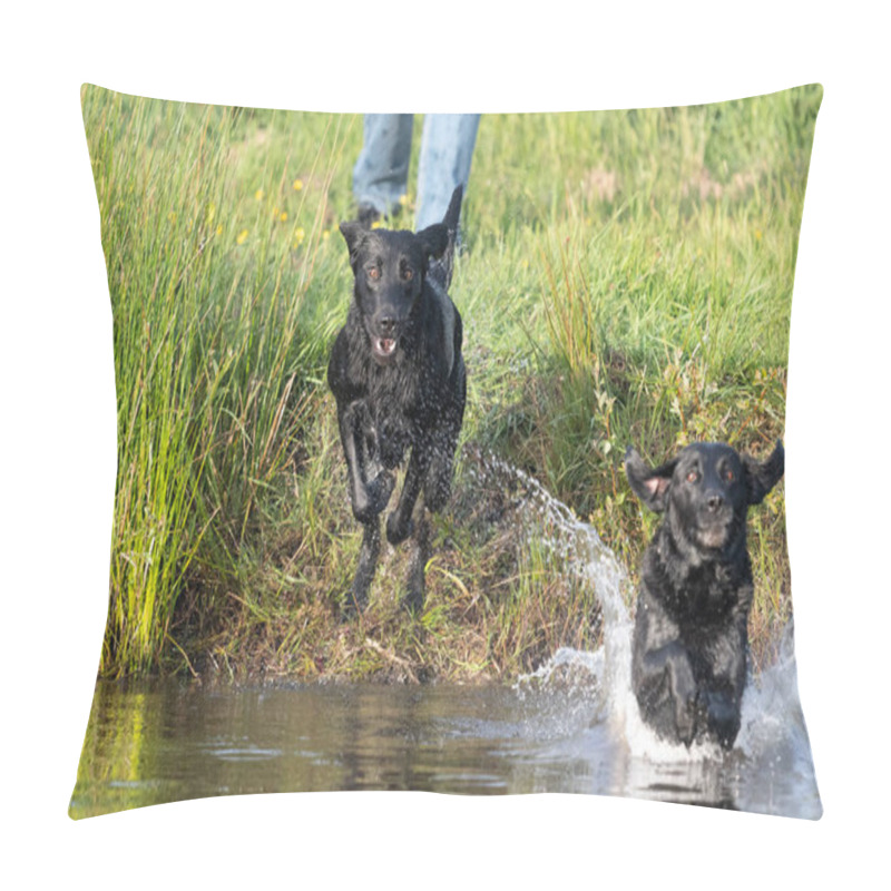 Personality  Two Pedigree Black Labradors Jumping Into The Water Together Pillow Covers