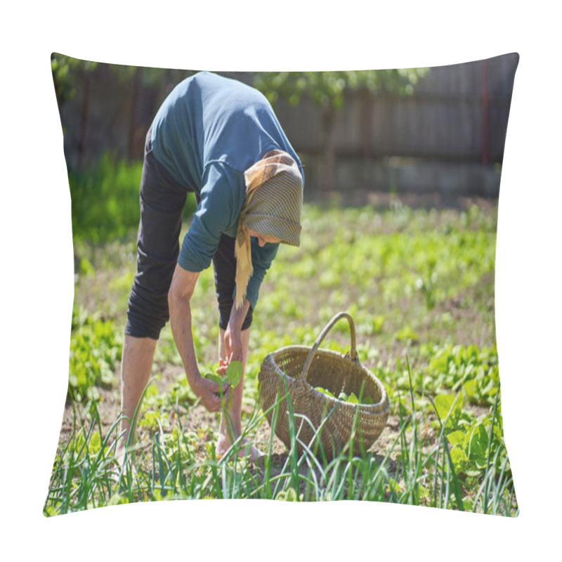 Personality  Old Rural Woman Harvesting Orache In A Basket Pillow Covers