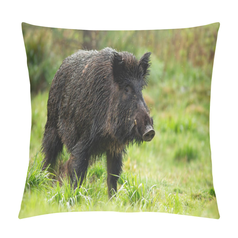 Personality  Dangerous Wild Boar Male With White Tusks On Green Meadow In Summer Pillow Covers