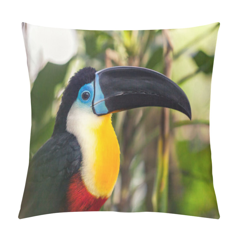 Personality  An Exotic Beautiful Big Black Toucan With A Black Beak, Yellow Breast And Blue Eye Closeup. Bird Zoo In The Rainforest. Pillow Covers