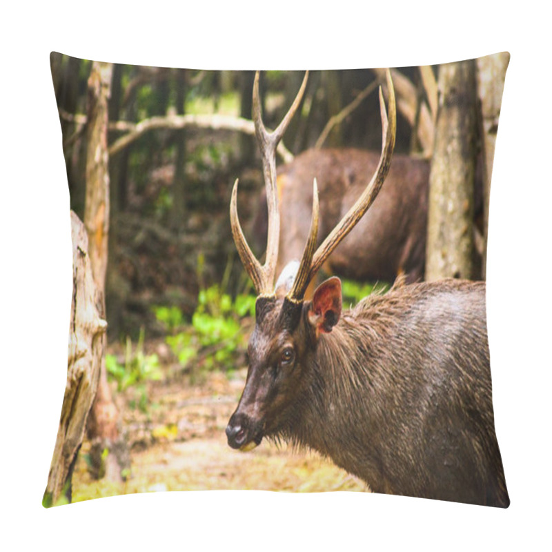 Personality  Sambar Deer, Native In The Forest Of Cambodia But Now Considered Endangered Due To Habitat Loss Pillow Covers