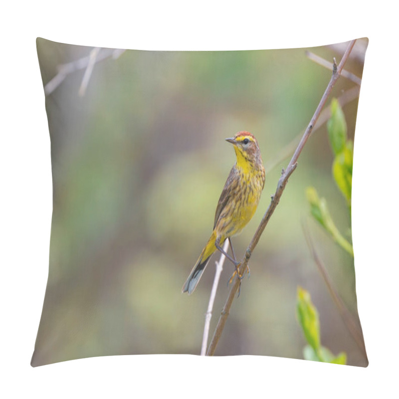 Personality  Close Up View Of Palm Warbler Bird In Magee Marsh Wildlife Area In Northern Ohio Pillow Covers