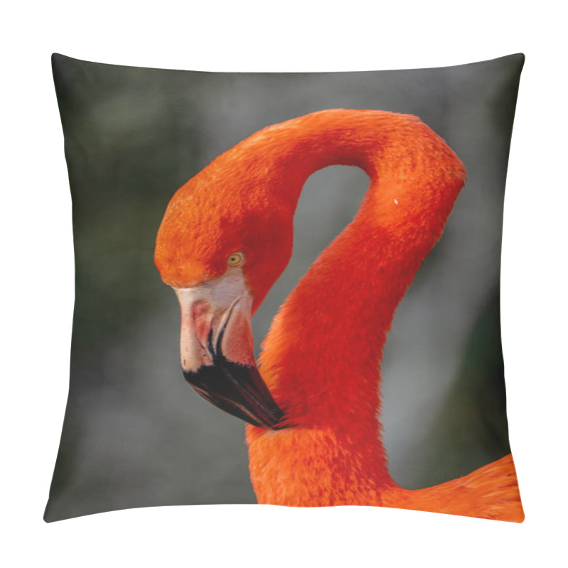 Personality  Striking Red Orange American Flamingo With An Elegant Neck And Bold Beak Reflecting Majesty In A Vibrant Portrait Of Poise And Grace Under Warm Light Pillow Covers