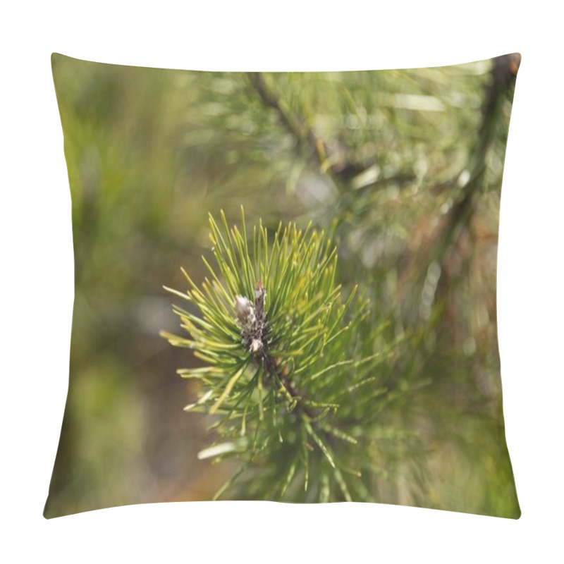 Personality  Green Fir Branches In Sunlight  A Symbol Of New Year And Holiday Spirit Pillow Covers