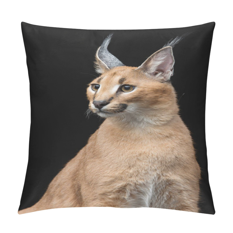 Personality  Beautiful Caracal Lynx Over Black Background Pillow Covers