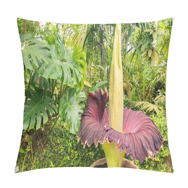 Personality  Zurich, Switzerland, May 24, 2023 Titan Arum Or Amorphophallus Titanum At The Botanical Garden Pillow Covers