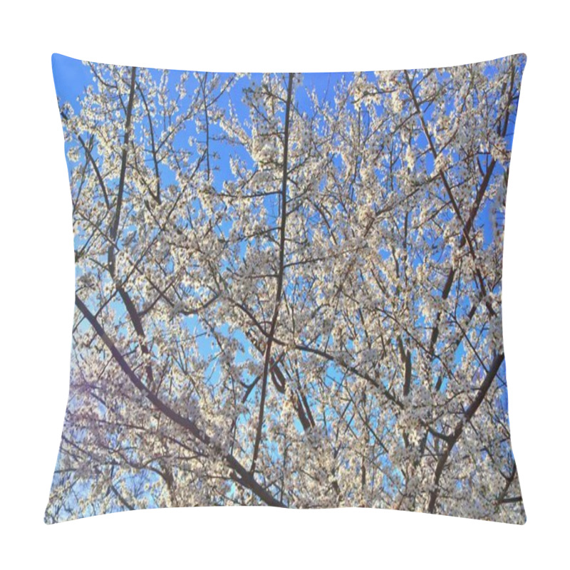 Personality  Beautiful Blooming Cherry Tree In Front Of A Blue Sky Pillow Covers