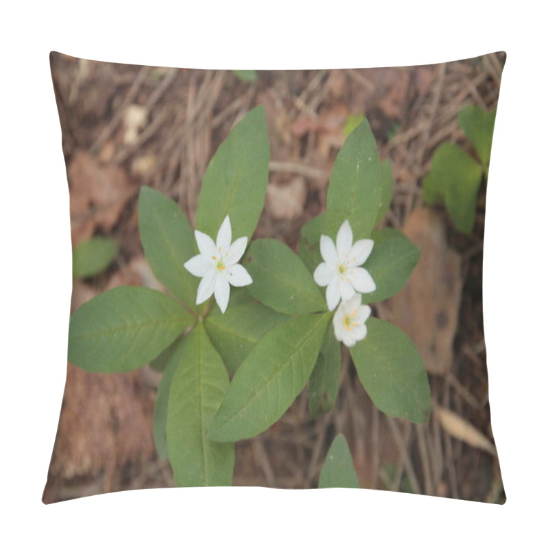 Personality  This Chickweed-wintergreen Is Blossoming In The Forest Of Poland Pillow Covers