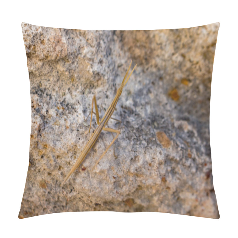 Personality  Discover The Fascinating Camouflage Of A Stick Insect Blending In With Plant Branches, Showcasing The Intricate Mimicry Of Nature's Creatures In Cyprus Pillow Covers