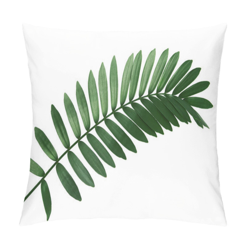 Personality  Cardboard Palm Or Zamia Furfuracea Or Mexican Cycad Leaf, Tropical Foliage Isolated On White Background, With Clipping Path   Pillow Covers