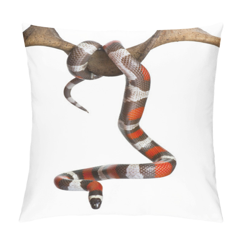 Personality  Pueblan Milk Snake Or Campbell's Milk Snake Pillow Covers