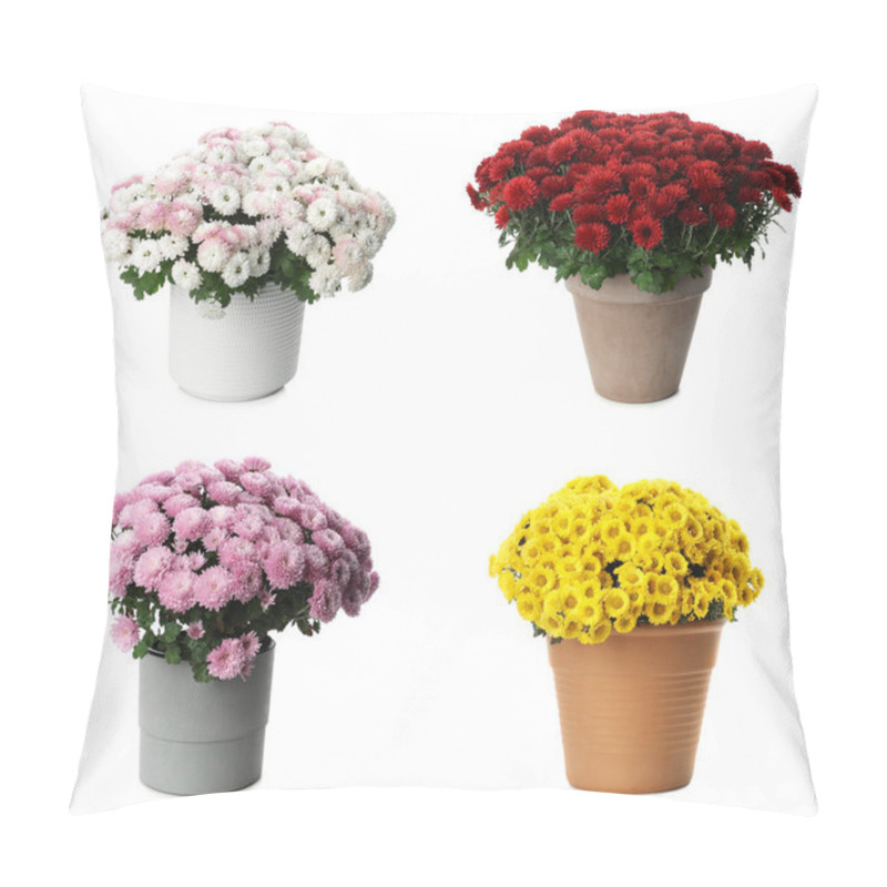 Personality  Set With Chrysanthemum Flowers In Pots On White Background Pillow Covers