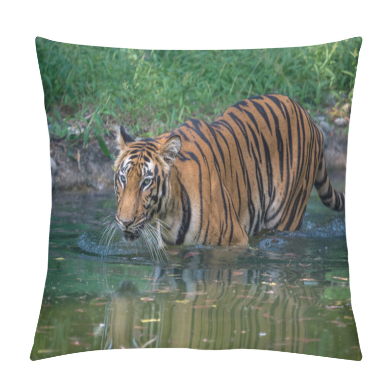 Personality  Bengal Tiger Walks Through A Water Swamp At Sunderban Tiger Reserve, West Bengal, India. Pillow Covers