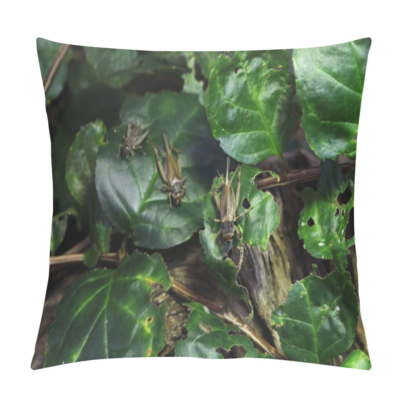 Personality  House Crickets (Acheta Domestica). Pillow Covers