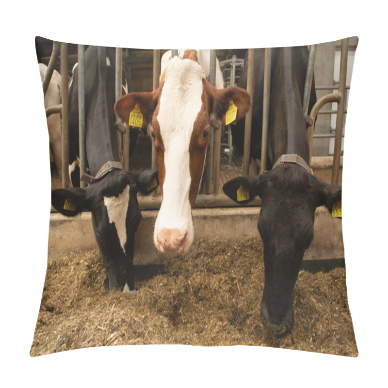 Personality  Big Dairy Cattle Cow On Farm In Stall, Close Up Pillow Covers