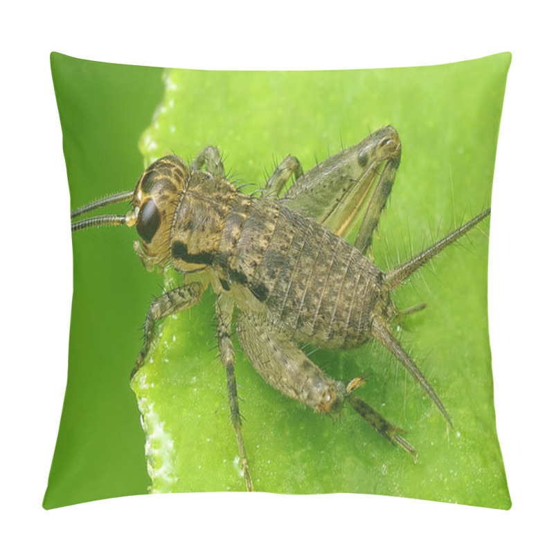 Personality  Close Up Shot Of The Wild Leaf Cricket Insect Pillow Covers