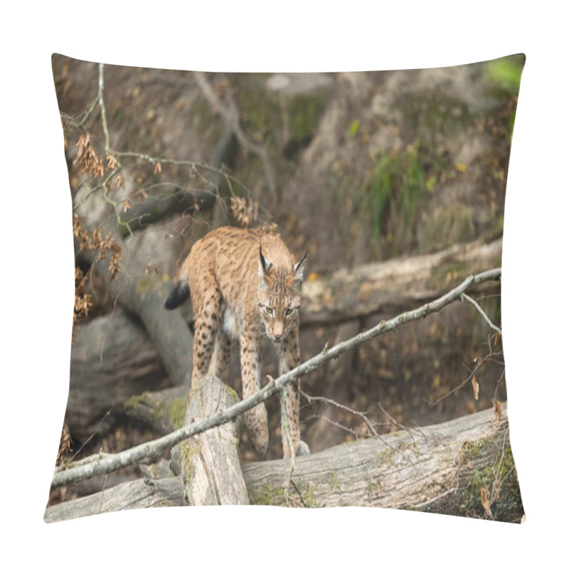 Personality  Lynx Walking In The Forest Pillow Covers