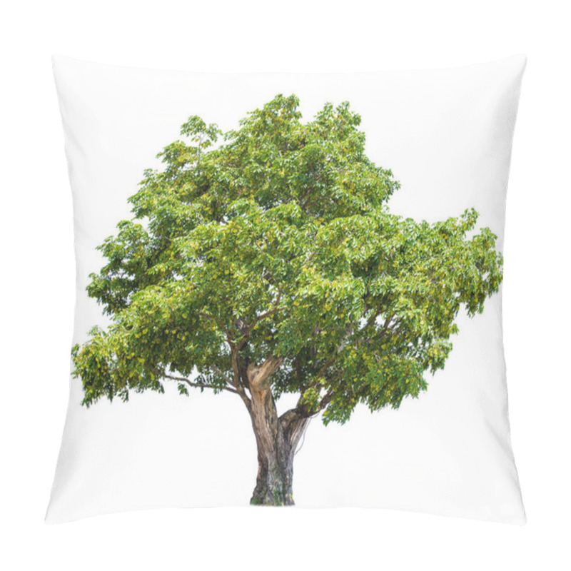 Personality  Isolated Big Tree On White Background. Tropical Trees Isolated Used For Design, Advertising And Architecture Pillow Covers