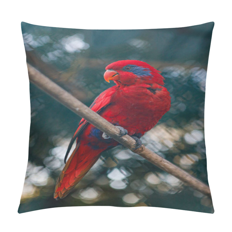 Personality  Close Up To The Parrot Red Lory (Eos Bornea) Known As Eos Rubra Pillow Covers