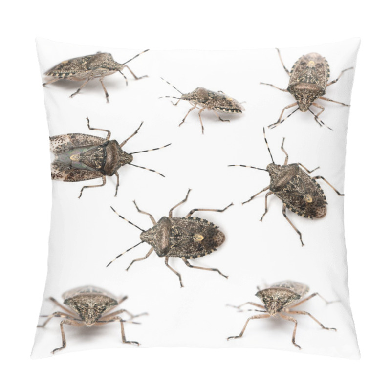 Personality  Composition Of European Stink Bugs, Rhaphigaster Nebulosa, In Front Of White Background Pillow Covers