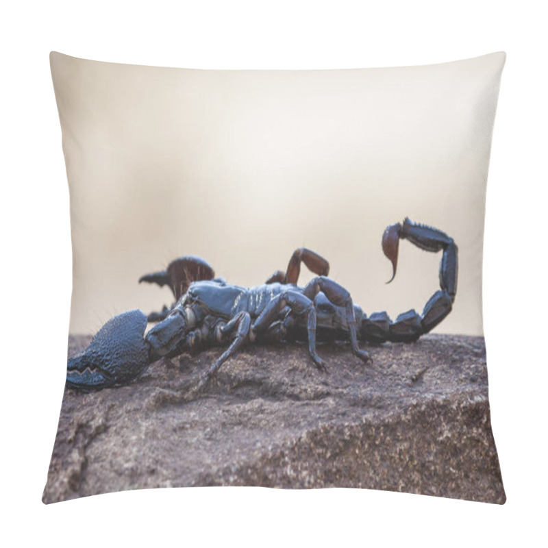 Personality  South African Fattail Scorpion (parabuthus Transvaalicus) Pillow Covers