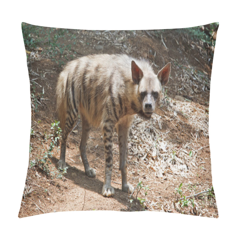 Personality  Striped Hyaena Pillow Covers